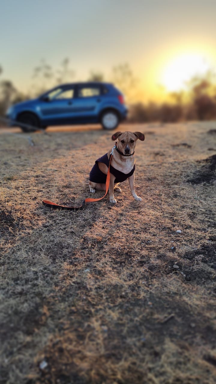 Furventures - Pet Adventures & Events - Photo 37